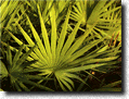 palmetto